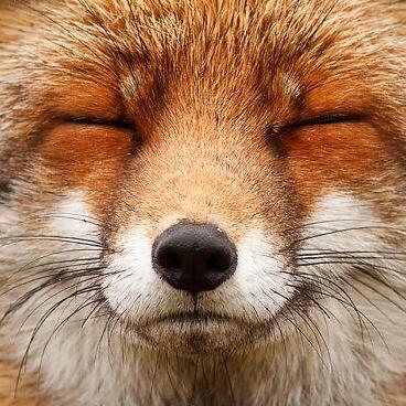 Ilustración del universo Leined